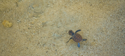 view of baby turtles being released into the sea