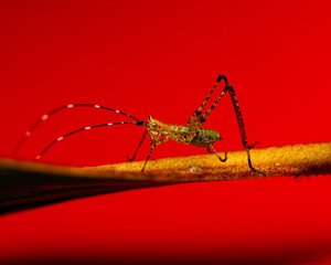 Lea floridensis Nymph