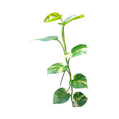 Transparent PNG of golden pothos plant or Epipremnum aureum with vibrant green and yellow...