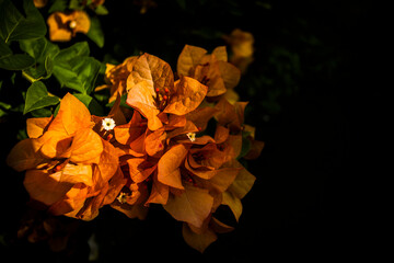 Close-up of vibrant orange bougainvillea bracts glowing under sunlight, contrasted against a deep black background. Perfect for nature, tropical, or floral-themed visual content.