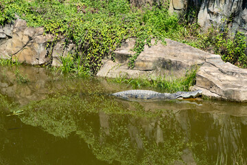 Crocodile Resting by Rocky Riverbank in Sunlit Wildlife Habitat