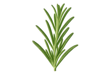 Fototapeta premium Realistic illustration of a rosemary sprig, isolated on a transparent background, perfect for food and culinary projects