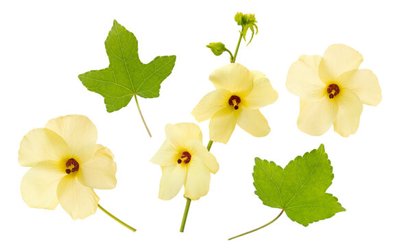 flowers of Abelmoschus manihot plant or sunset hibiscus with leaves.