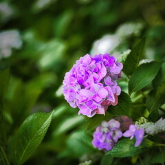 6月になると梅雨の晴れ間の公園には色とりどりの紫陽花や花菖蒲、睡蓮が咲き誇ります
