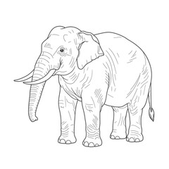 Asian Elephant – Elephas maximus. A detailed sketch of an elephant featuring long impressive tusks and a textured trunk. The black-and-white illustration captures the animal's majestic presence