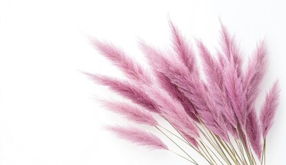 Obraz premium Pink pampas grass cluster against white background