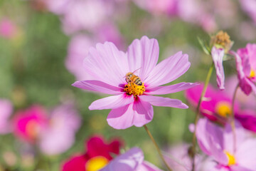 Obraz premium コスモスの蜜を運ぶ蜂