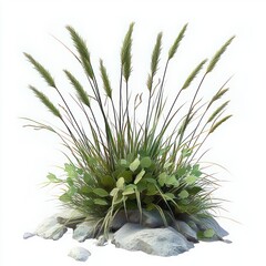 Obraz premium Green grass-like plants and broad-leaved greenery growing among scattered gray rocks on a white background