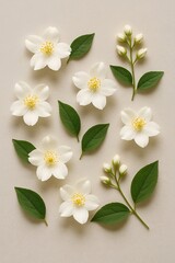 White Jasmine Flowers Flat Lay