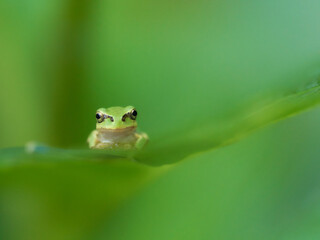 可愛い表情で葉の上のアマガエル真正面緑色背景