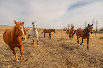 Obraz premium Group of Horses Running on Prairie Pasture in Early Spring