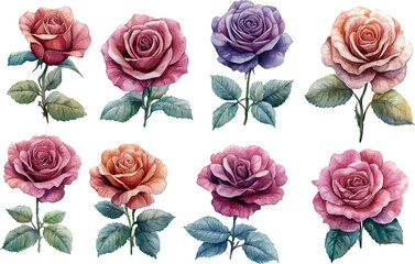 Fototapeta premium set of roses vector