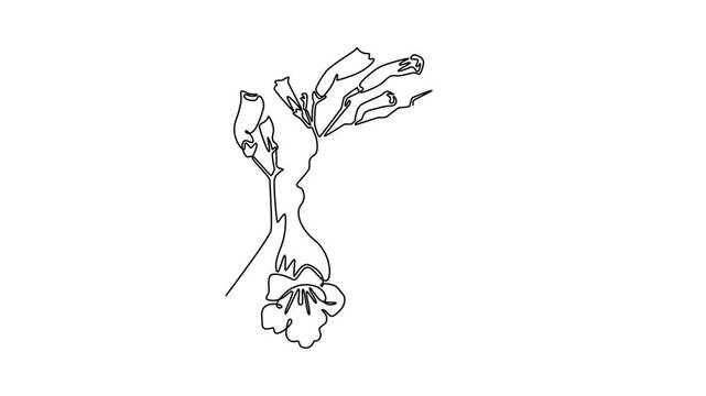  Floral with branch concept. Single line draw design. Full length animation illustration. High quality 4k footage