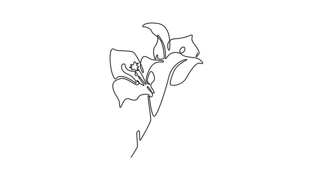  Floral with branch concept. Single line draw design. Full length animation illustration. High quality 4k footage