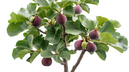 Fig tree with wide canopy and fruits Transparent background, PNG
