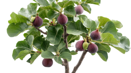Fig tree with wide canopy and fruits Transparent background, PNG