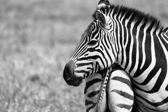 Zebras close up view in the Ngorongoro crater, Tanzania in monochrome.