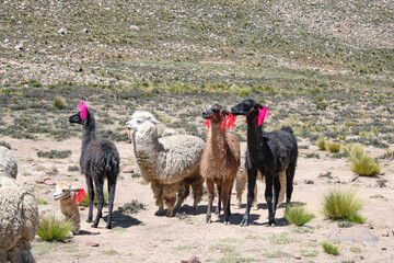 flock of Lamas marked with red stripes at the meadows of the Altiplano mountain region in Peru
