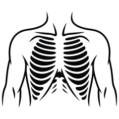 Anatomical Illustration of a Rib Cage