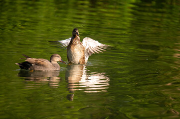 Couple de canards sauvages sur un étang au printemps faune et nature aquatique