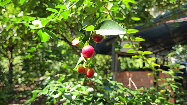 Close-up of ripe limeberry fruits or Lime Berry, Triphasia trifolia,  growing on a small shrub with shiny green leaves.