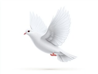 Obraz premium White dove in flight (2)