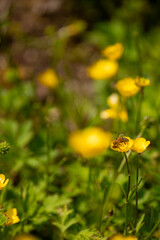 Abeille butinant une fleur au printemps, pollinisation et biodiversité en macro

