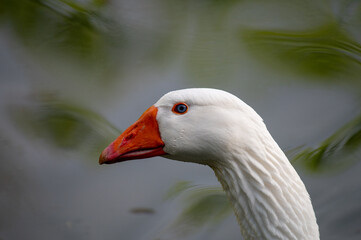 Gros plan sur la tête et le cou d’une oie, macrophotographie détaillée d’un oiseau d’eau en nature