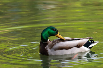 Canard colvert m&acirc;le au plumage nuptial avec t&ecirc;te verte et collier blanc, oiseau d&rsquo;eau sauvage en nature