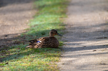 Canard colvert femelle  sur l&rsquo;herbe en pleine nature, oiseau sauvage et faune europ&eacute;enne

