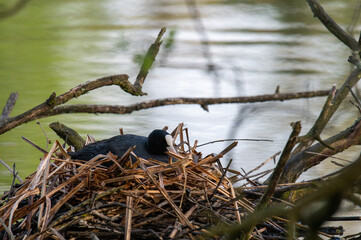 Foulque macroule construisant son nid sur l’eau au printemps, oiseau aquatique et faune sauvage