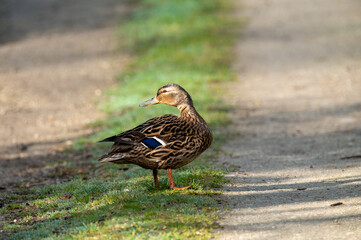 Canard colvert femelle marchant sur l’herbe en pleine nature, oiseau sauvage et faune européenne


