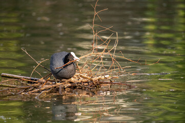 Foulque macroule construisant son nid sur l’eau au printemps, oiseau aquatique et faune sauvage