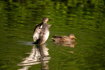 Couple de canards sauvages sur un étang au printemps faune et nature aquatique