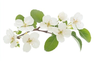 Obraz premium A delicate branch of blossoms with vibrant leaves