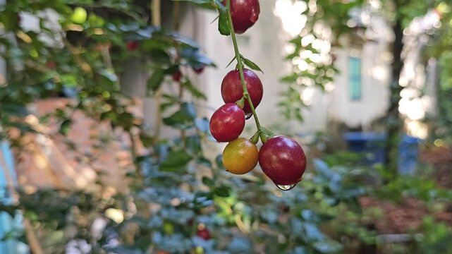 Close-up of ripe limeberry fruits (Triphasia trifolia) growing on a small shrub with shiny green leaves, taken in natural forest light.