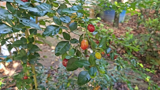 Close-up of ripe limeberry fruits (Triphasia trifolia) growing on a small shrub with shiny green leaves, taken in natural forest light.