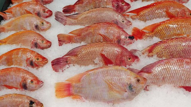 Fresh red tilapia fish on ice tray in market.