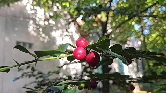 Close-up of ripe limeberry fruits or Lime Berry, Triphasia trifolia,  growing on a small shrub with shiny green leaves.