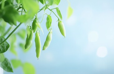Obraz premium Fresh green beans hanging from vines against a soft blue background