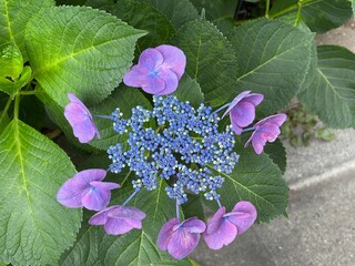 6月の紫のアジサイの蕾と花 2025/6/4