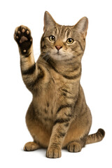 Obraz premium Cat: realistic tabby cat sitting and lifting paw in greeting on neutral background