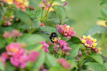 Ashy mining bee (Andrena cineraria) feeding on Lantana Camara Flowers, on a natural bokeh background.