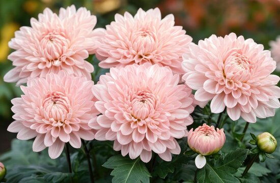 Close-up of several pale pink dahlia flowers