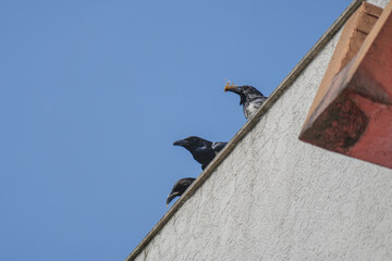 Hooded crows (Corvus cornix) perched on a building, searching for food beneath a blue sky.