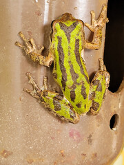 Toad hanging onto brown gas cylinder cap outside on a sunny day