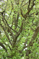 tree in the woods