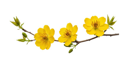 Yellow apricot flowers branch, spring flowers on a transparent background.