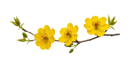 Yellow apricot flowers branch, spring flowers on a transparent background.