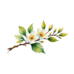 Elegant Watercolor Painting of Delicate White Blossoms and Lush Green Leaves